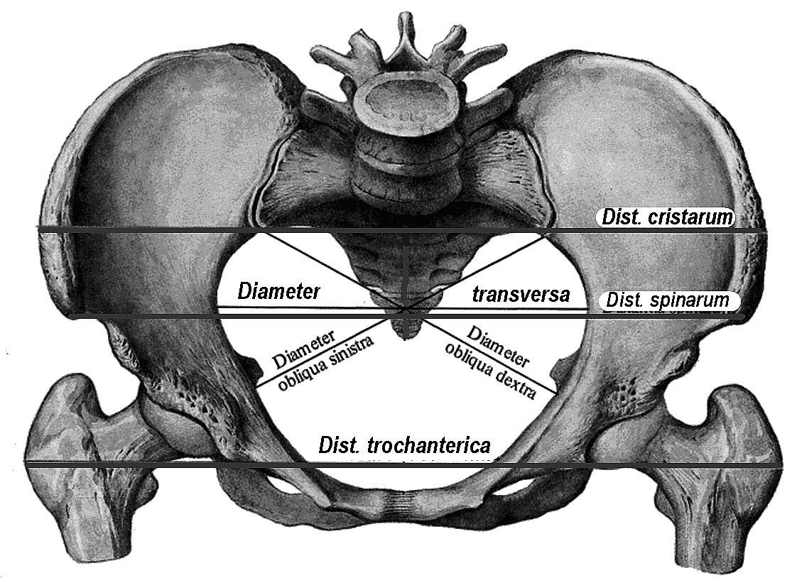 Размеры таза у женщин. Размеры женского таза в акушерстве. Размеры женского таза анатомия. Диаметры таза Акушерство. Измерение малого таза в акушерстве.