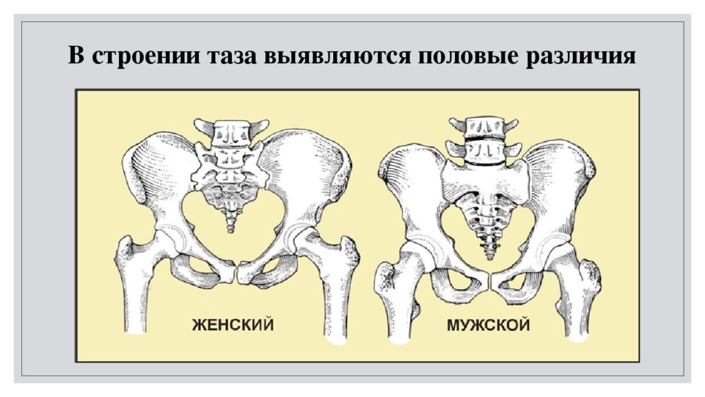 Крестец у человека где находится у женщины фото показать