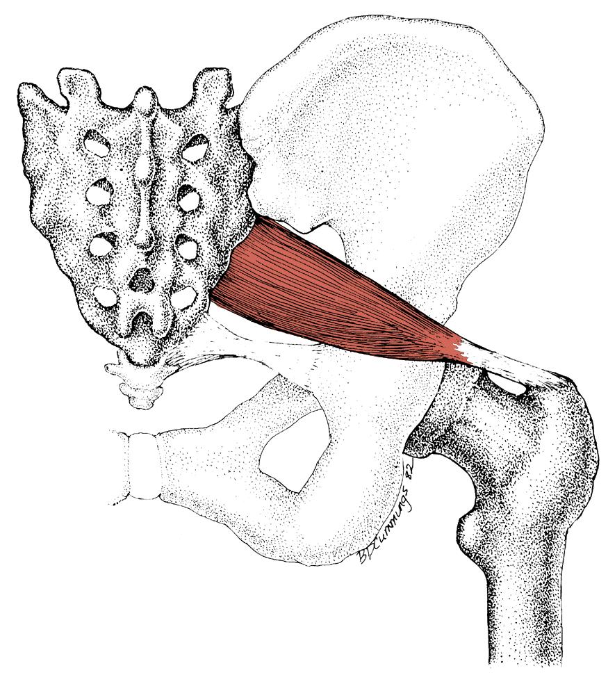 Доступы к крестцово подвздошному сочленению. Грушевидная мышца таза анатомия. Синдром грушевидной мышцы анатомия. M. Piriformis, грушевидна. Мускулюс пириформис.