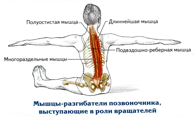 Поясница какие мышцы. Мышцы разгибатели спины анатомия. Мышца выпрямляющая позвоночник длиннейшая мышца. Мышца выпрямляющая позвоночник подвздошно реберная. Многораздельные мышцы спины анатомия.
