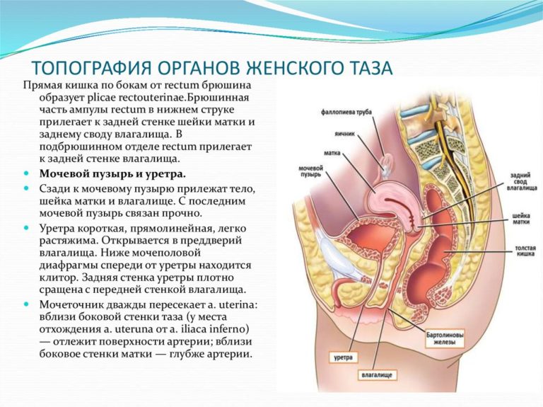 Строение Пизды