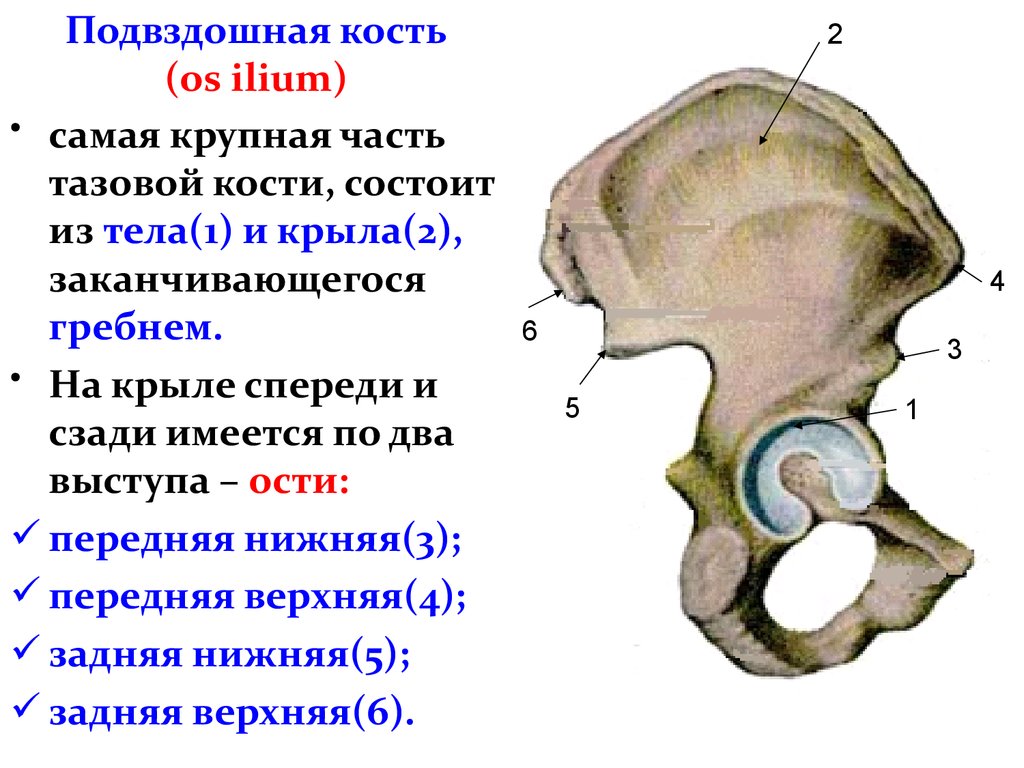 1 подвздошная кость. Кости таза анатомия подвздошная кость. Тазовая подвздошная кость анатомия. Строение подвздошной кости анатомия. Тазовая кость гребень подвздошной кости.