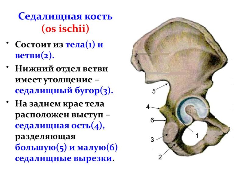 Лобковая кость у женщин фото