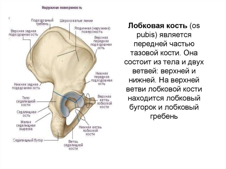 Широкая кость у девушки фото