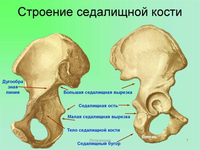 Лонные Кости У Курицы Фото