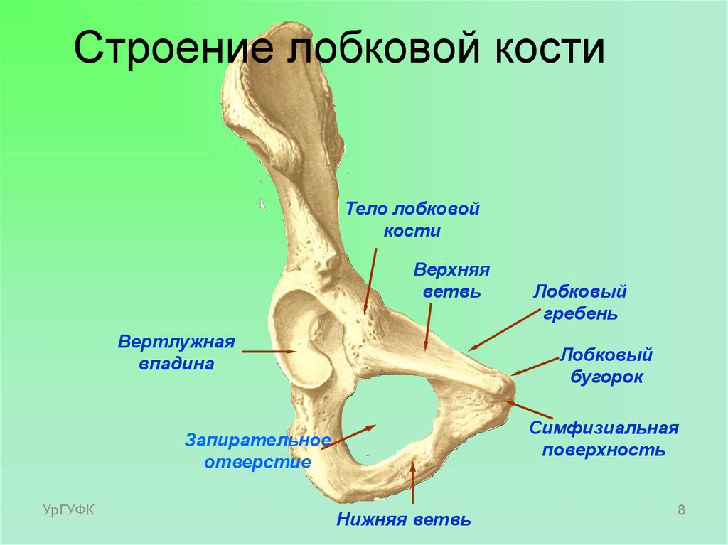 Гребень латынь. Кости таза лонная кость анатомия. Кости таза вертлужная впадина. Анатомия лонной кости таза. Вертлужная впадина анатомия человека.