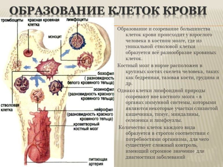 Сахарная кость у человека где находится на фото