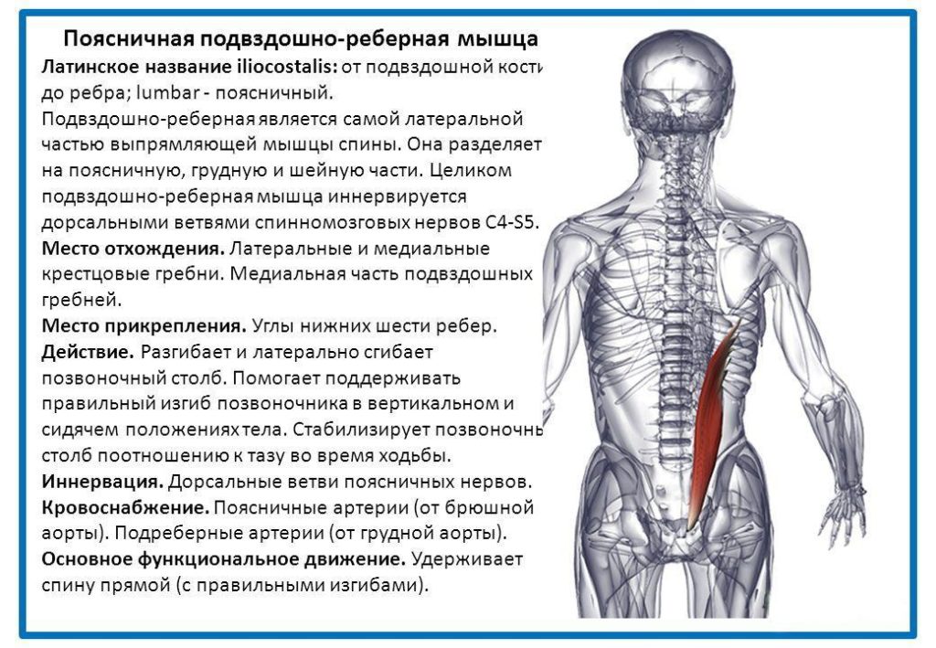 Трапециевидная мышца спины анатомия картинки для массажа