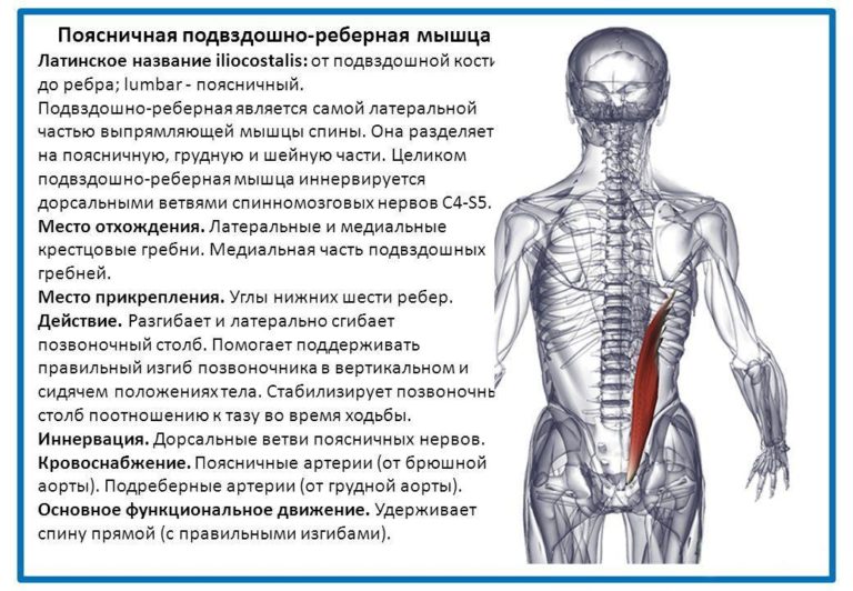 Квадратная мышца спины фото