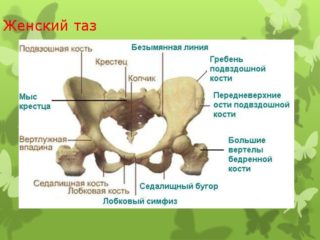 Расширение костей таза во время беременности