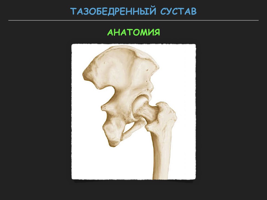 Тазобедренный сустав фото на человеке скелете