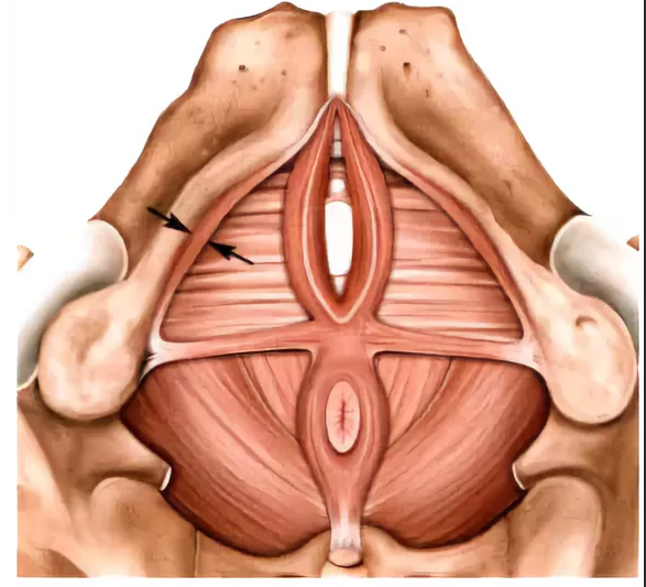 Мышцы тазового дна анатомия. Мышцы тазового дна у женщин анатомия. Мышцы дна малого таза анатомия.