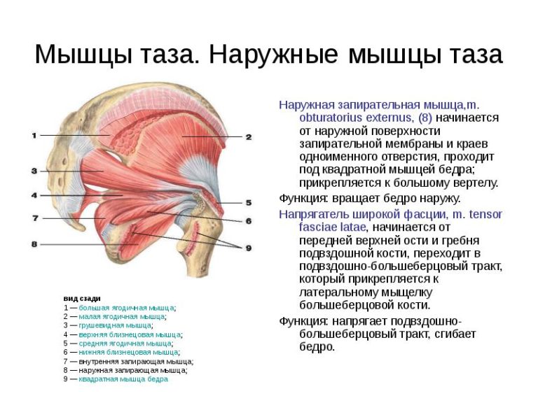 Строение копчика фото у женщин