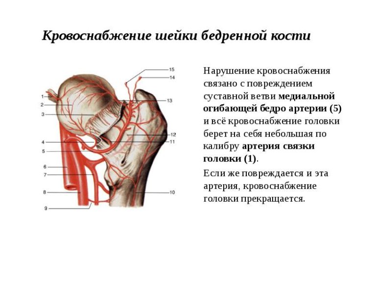Лфк тазабедренный сустав. ЛФК при дисплазии тазобедренного сустава - презентация онлайн Как сделать тазовую кость уже Тазобедренный Сустав Фото Где Находится У Женщин – Telegraph