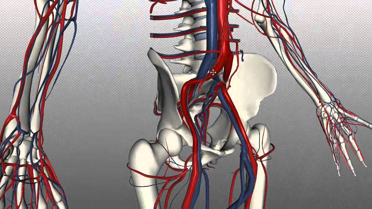Кровообращение костей. Подвздошная артерия 3д. Кровоснабжение нижних конечностей 3д. Артерии человека анатомия.
