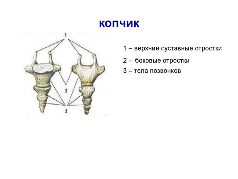 Здоровый копчик фото