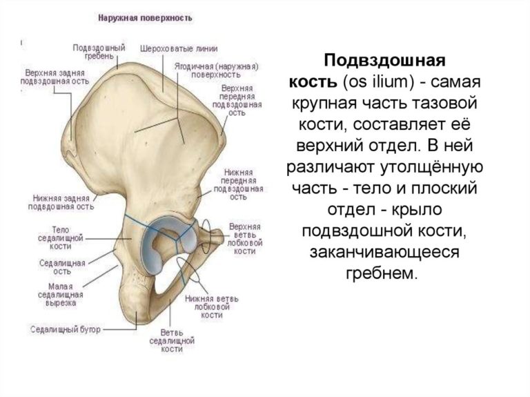 Подвздошная кость где находится фото