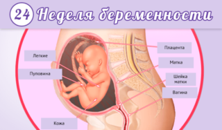 Болит поясница и тянет низ живота при беременности 24 недели