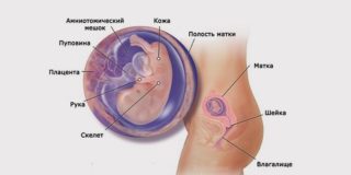 Видно ли живот на 3 месяце беременности