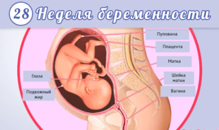 Боль слева внизу живота при беременности 28 недель thumbnail