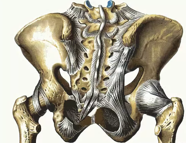 Крестцово-подвздошный сустав анатомия. Связки крестца и копчика анатомия. Крестцово-подвздошный сустав нервы. Крестцово подвздошный сустав связки анатомия. Позвоночник человека таз