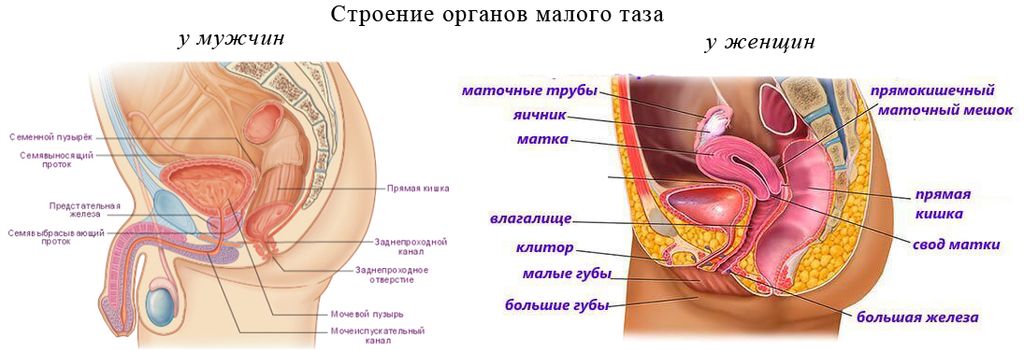 Органы таза у женщин. Женские внутренние органы малого таза расположение. Строение женского таза с органами. Малый таз анатомия у мужчин. Внутреннее строение женского таза.