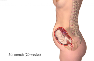 На 5 месяце беременности нет живота почему