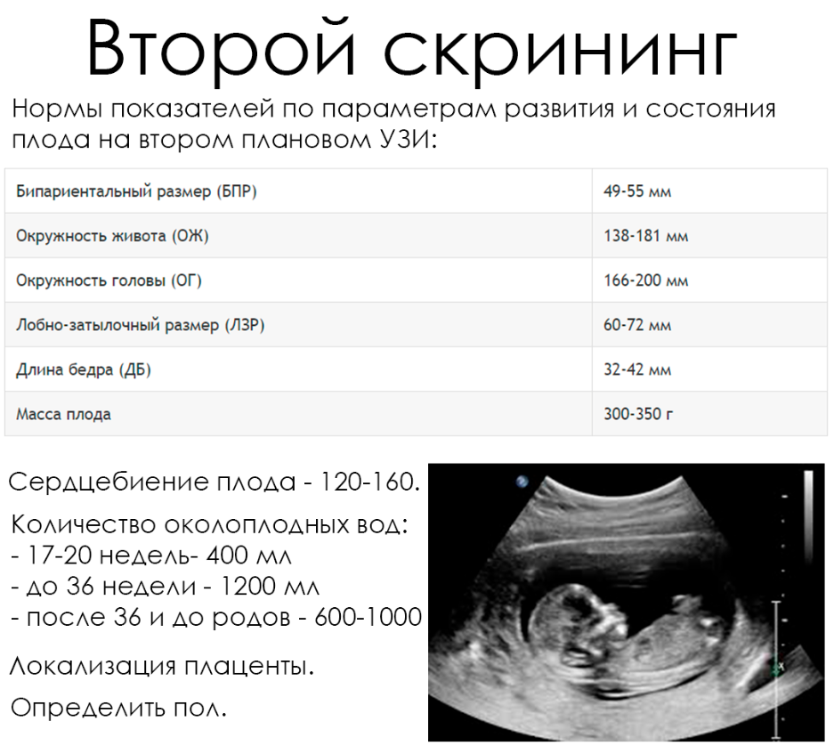 Тянет живот на 12 неделе. УЗИ 12 недель беременности УЗИ скрининг. УЗИ 2 скрининг при беременности сроки. Скрининг УЗИ при беременности сроки. Второе скрининговое УЗИ при беременности сроки.