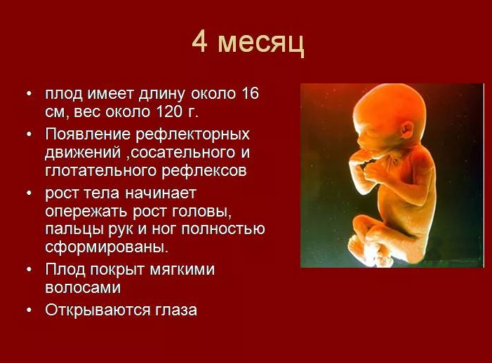 Плод становится человеком. Зародыш 4 месяца как выглядит. Ребенок в животе 4 месяца беременности. Плод ребенка в 4 месяца беременности.