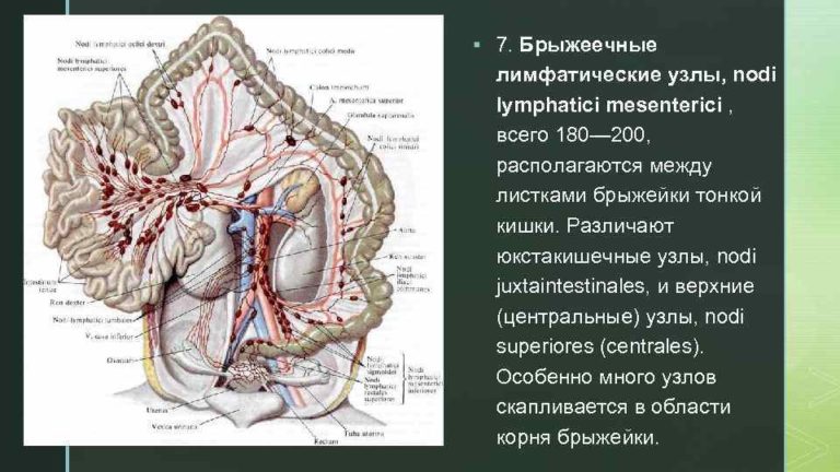 Лимфоузлы брюшной полости на кт схема