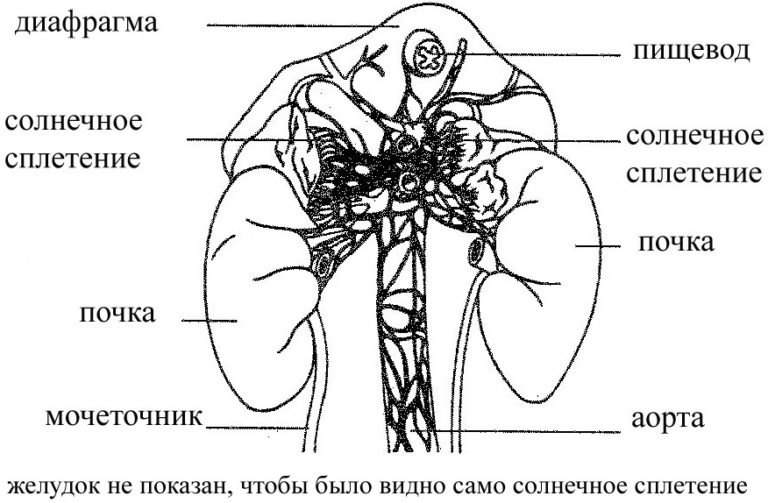 Что такое солнечное сплетение у человека и где оно находится фото