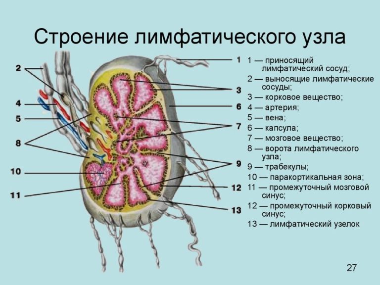 Лимфоузлы на голени расположение фото