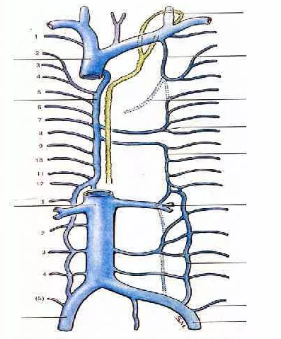 Система верхней полой вены правая половина. Верхняя полая Вена анатомия. Верхняя полая Вена анатомия притоки. Верхняя полая Вена анатомия схема. Верхняя и нижняя полая Вена.