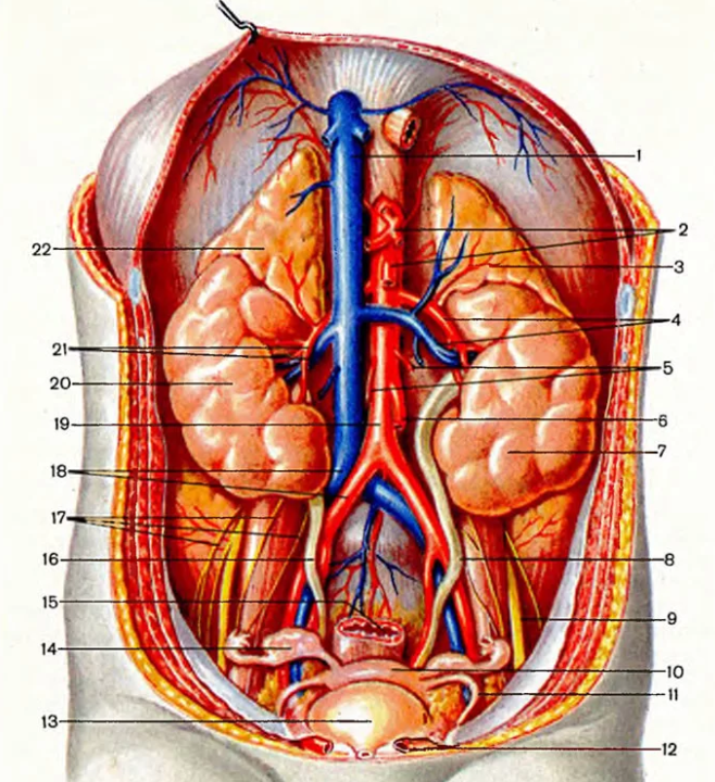 Синтопия мочеточника. Вена артерия мочеточник. Топография мочеточника. Анатомия почек в брюшной полости. Топографическая анатомия брюшной полости.