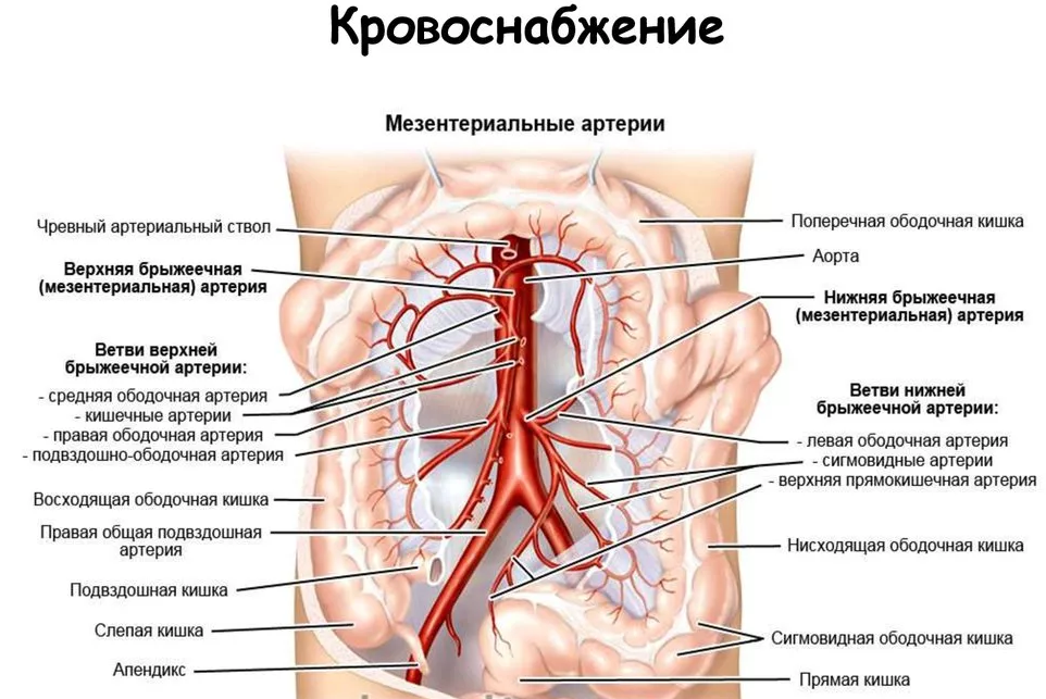 Верхняя брыжеечная артерия анатомия. Ветви нижней брыжеечной артерии схема. Чревный ствол и брыжеечные артерии. Верхняя брыжеечная артерия и Вена. Тромбоз артерия и вена