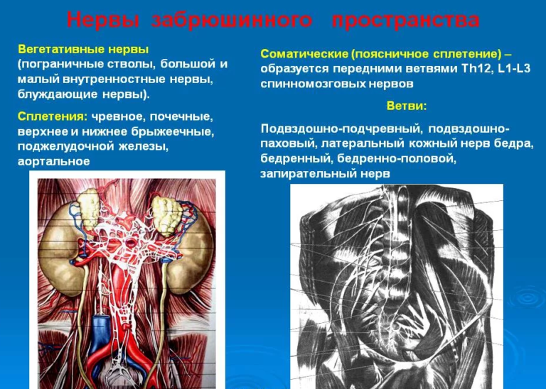 Нервы поясничного сплетения картинка