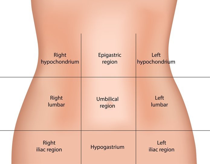 Расположение внутренних органов человека в брюшной полости фото с описанием