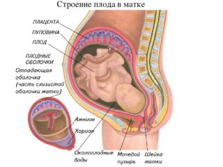 Удар в живот при беременности на поздних сроках thumbnail