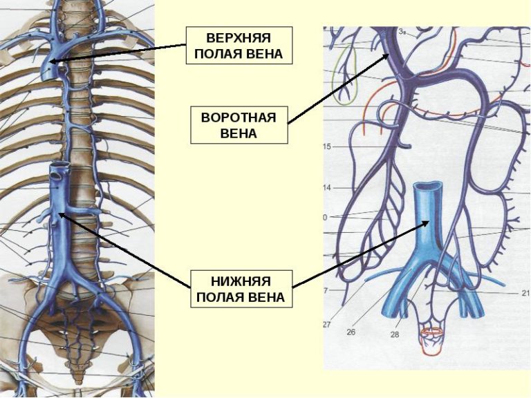 Нижняя полая вена анатомия схема