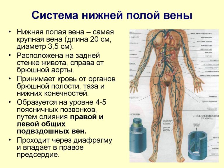 Какой орган находится под левым ребром спереди у человека фото у женщин