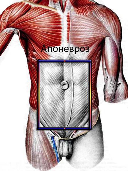 Апоневроз мышцы. Апоневроз передней брюшной. Апоневроз брюшной стенки. Сухожильный апоневроз живота.