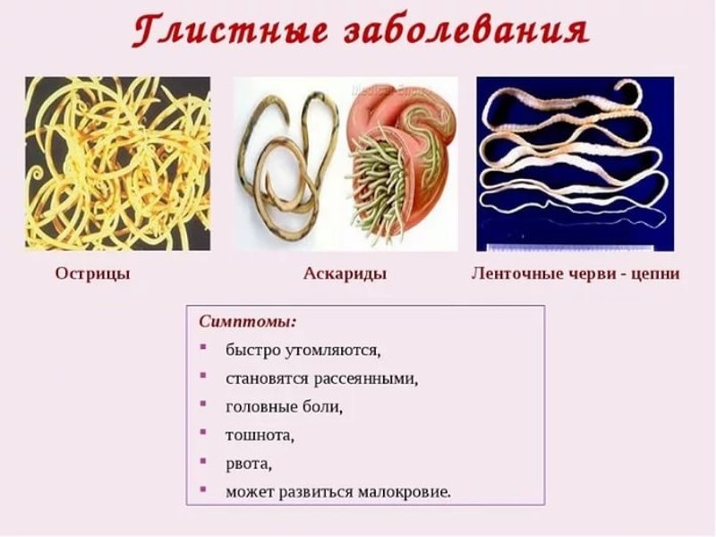 Чем внутренние паразиты отличаются от внутренних паразитов. Паразитические черви вызывающие глистные заболевания. Круглые черви паразиты симптомы. Симптомы глистных заболеваний аскаридоз. Глистные поражения симптомы.