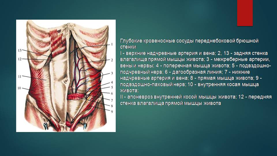 Толстая брюшная стенка. Передняя брюшная стенка кровоснабжение. Мышцы брюшной стенки топографическая анатомия. Мышцы переднебоковой брюшной стенки. Нижняя эпигастральная артерия анатомия.