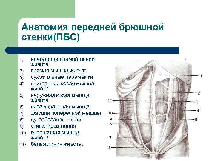 Толстая брюшная стенка. Мышцы брюшной стенки топографическая анатомия. Мышцы передней брюшной стенки топографическая анатомия. Передняя брюшная стенка анатомия топография. Передняя стенка брюшной полости топографическая анатомия.