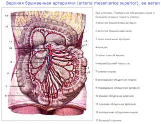 Верхняя мезентериальная артерия