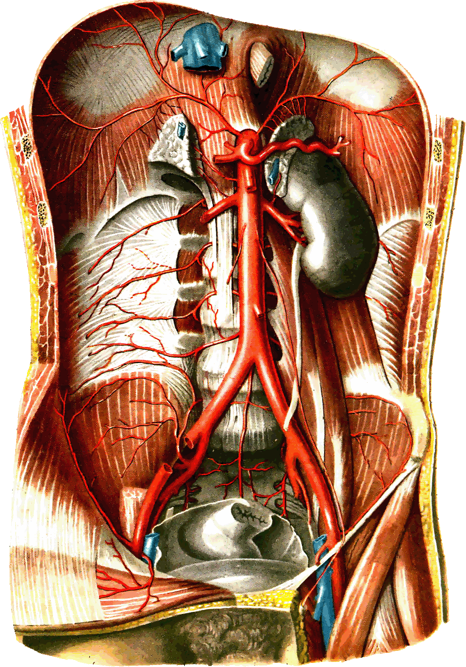 Висцеральные притоки. Анатомия человека аорта брюшной полости. Ветви брюшной аорты анатомия. Аорта Неттер.