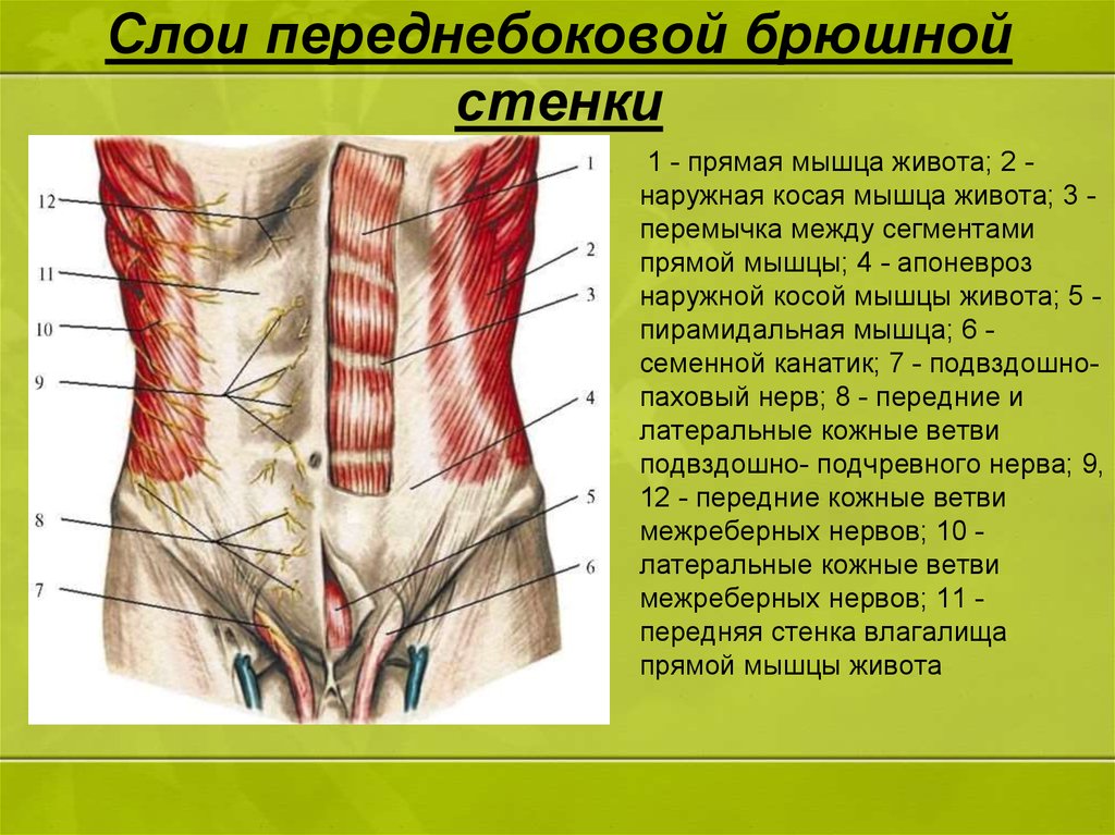 Толстая брюшная стенка. Слои передней брюшной стенки топографическая анатомия. Мышцы брюшной стенки топографическая анатомия. Слои мышц передней брюшной стенки живота. Мышцы передней брюшной стенки живота послойно.
