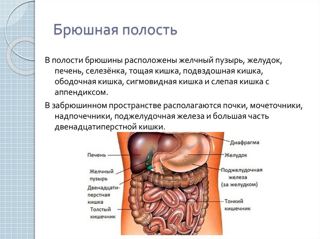 Органы брюшной полости у женщин слева расположение фото