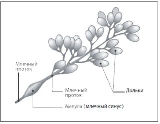 Гиперплазия железистой ткани в менопаузе