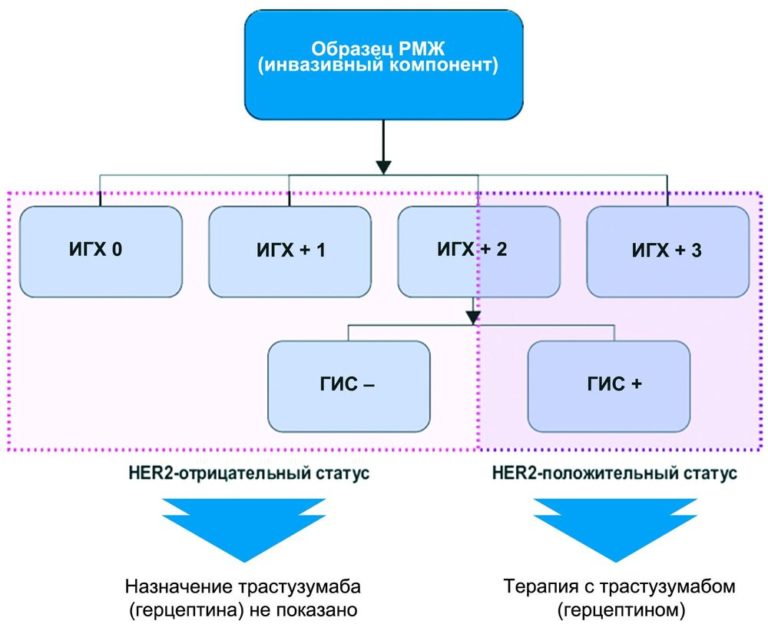 Рак молочной железы люминальный в her2 позитивный